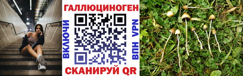 Галлюциногенные грибы Psilocybe маркетплейс формула Болохово купить наркоту